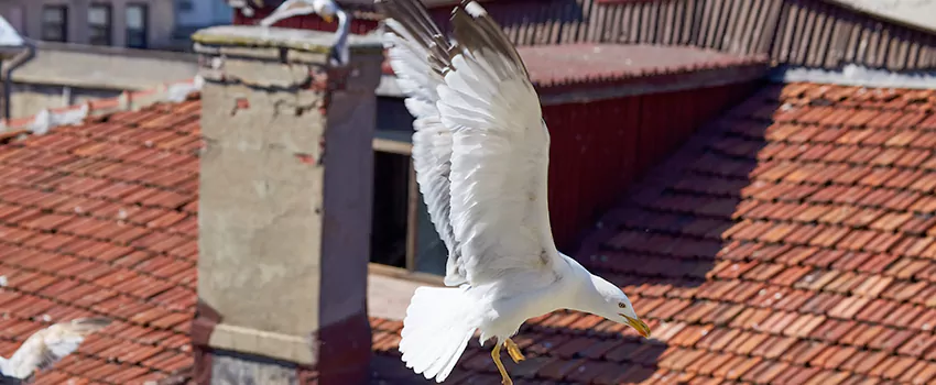 Residential Chimney Animal Removal Solution in Barberton, OH