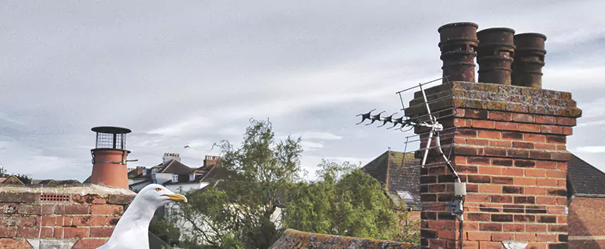 Chimney Cleaning And Restoration in Barberton, Ohio